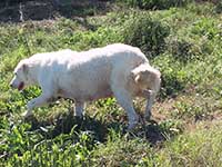 abruzzese shepherd dog